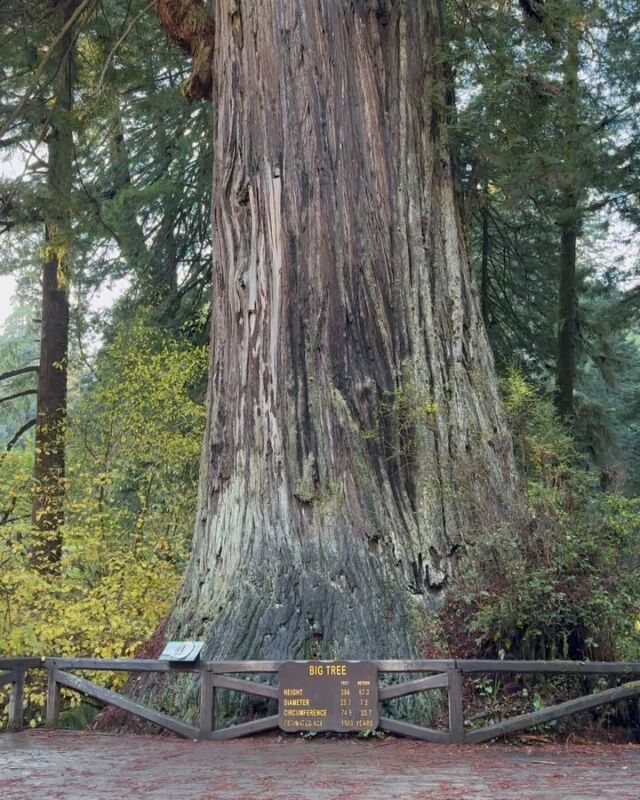 Absolutely wonderful day at Prairie Creek State Redwoods park with one of my best pals, @christygers! We finally saw Roosevelt elk — the first sighting on someone’s lawn 😆. I am so impressed by the amazing workers and volunteers who keep our parks beautiful and accessible. 🌲🌲🌲 

#prairiecreekredwoodsstatepark 
#lisabrackmann